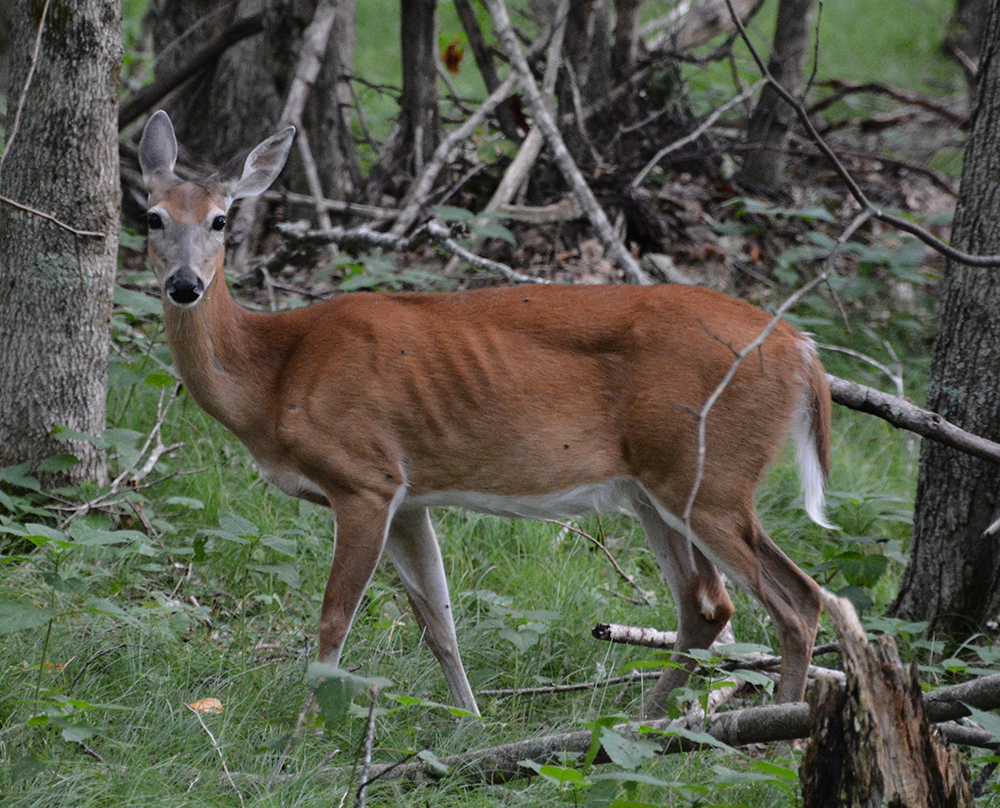 Elk Knob State Park, Deer